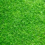 Zakládání a údržba trávníku – travní koberec